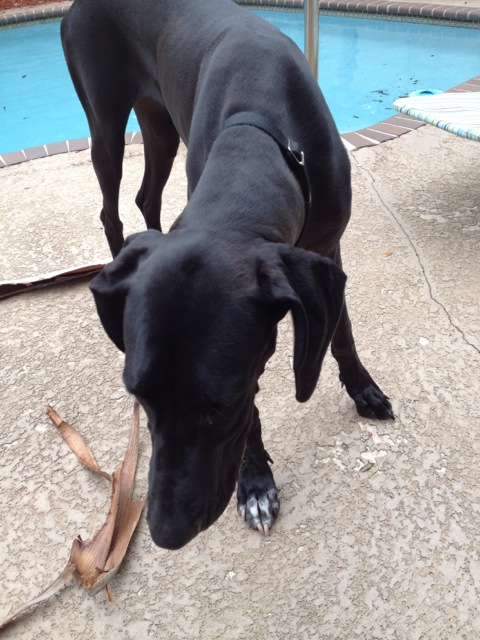 Client pet cared for by Puppers and Kitties By the Sea