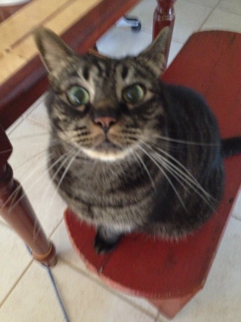 Client pet cared for by Puppers and Kitties By the Sea