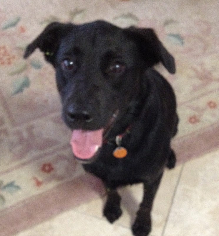 Client pet cared for by Puppers and Kitties By the Sea