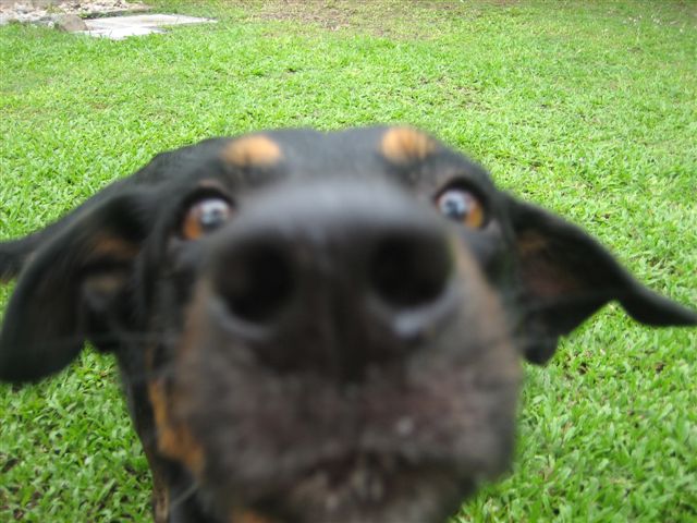 Client pet cared for by Puppers and Kitties By the Sea